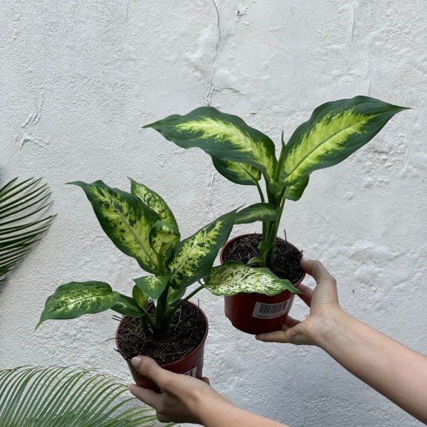Producto - Dieffenbachia Marianne m12