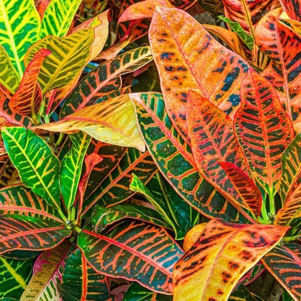 Producto - Croton