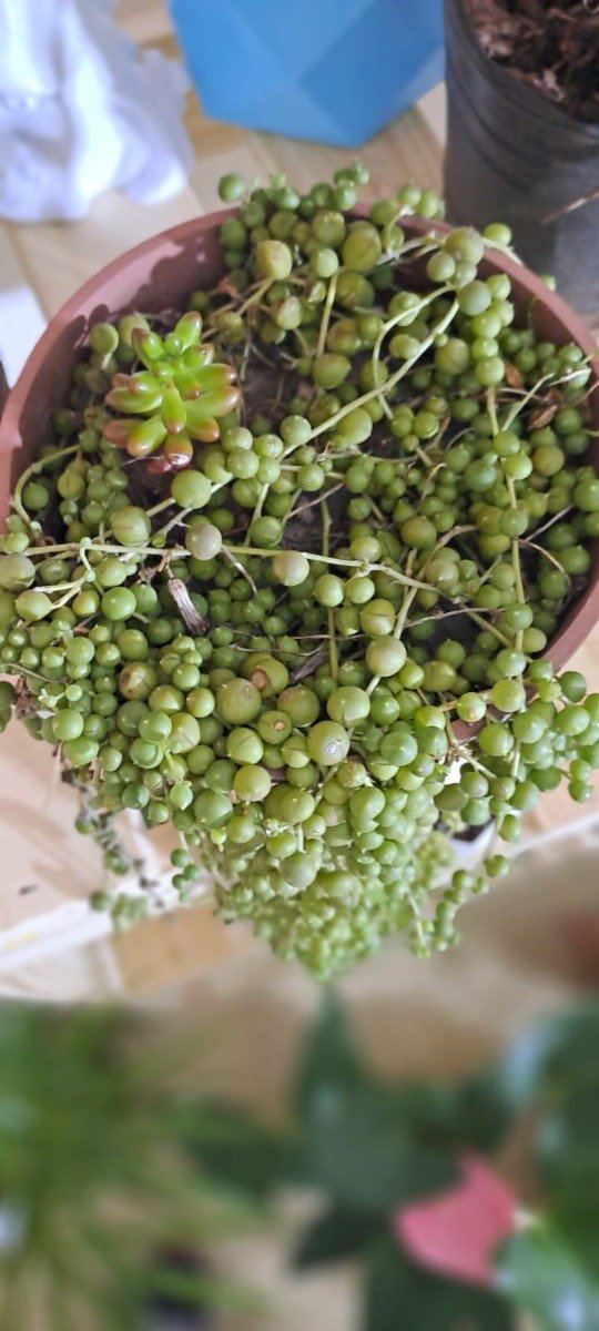 Producto - Senecio Rowleyanus