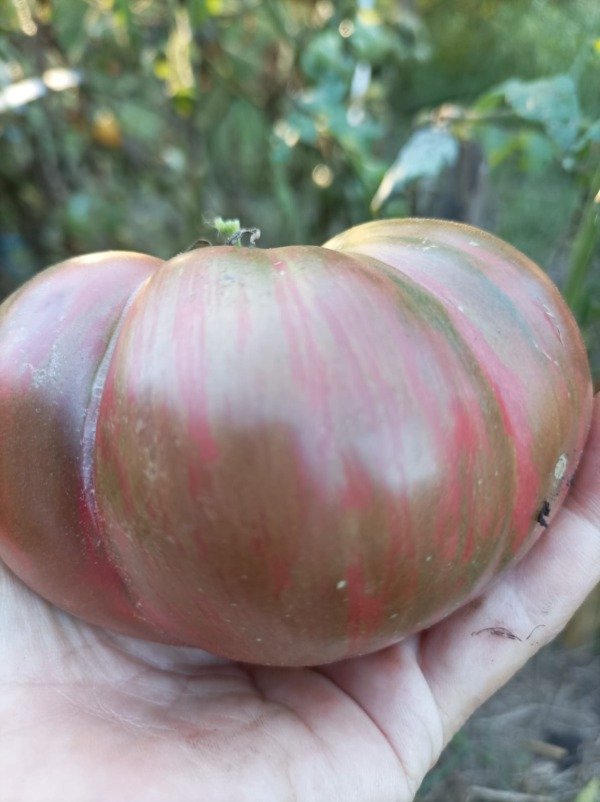 Producto - Tomate Metallica