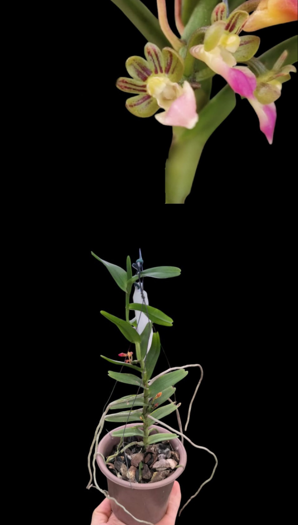 Producto - trichoglottis sagarikii