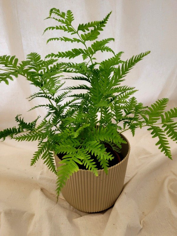 Producto - Helecho Pteris Tremula