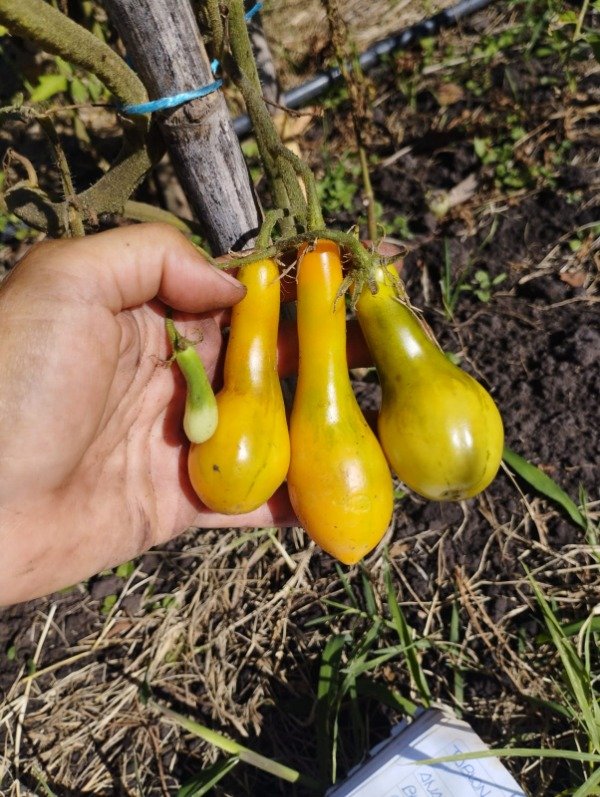 Producto - Tomate Mila - 1