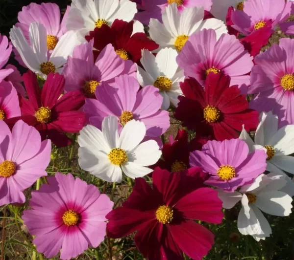 Producto - Semillas de Cosmos mix
