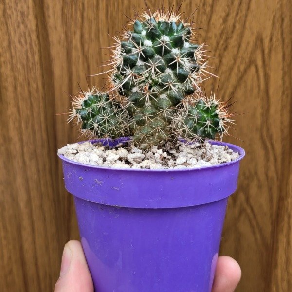 Producto - Mammillaria voburnensis