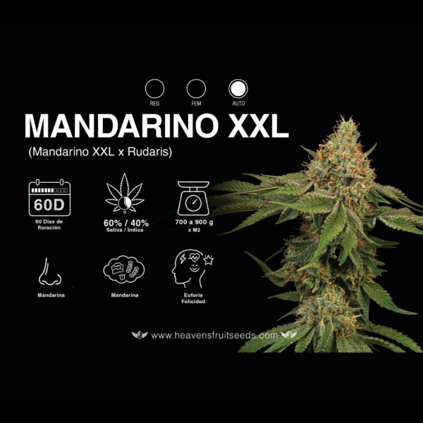 Producto - HEAVENS FRUIT MANDARINO XXL