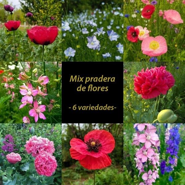 Producto - Mix pradera de flores OTOÑO - 6 variedades - amapolas espuelas lino