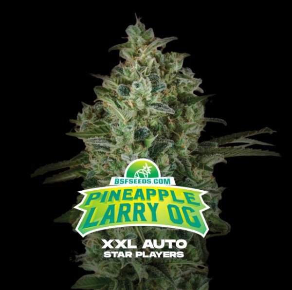 Producto - Pineapple Larry OG XXL Auto