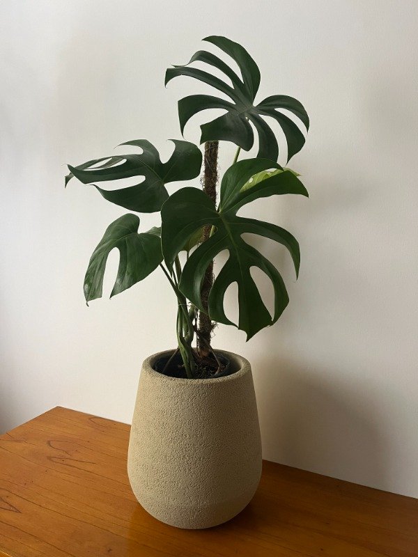 Producto - MONSTERA + MACETA N30 + TUTOR DE MUSGO 60CM