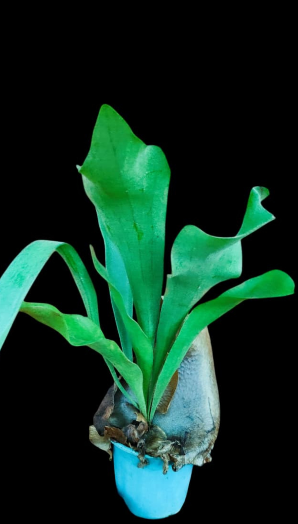 Producto - Platycerum - Cuerno de Alce