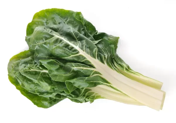 Producto - Plantines agroecologicos de acelga