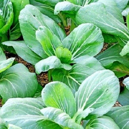 Producto - Semillas De Repollo Chino Canton - 1