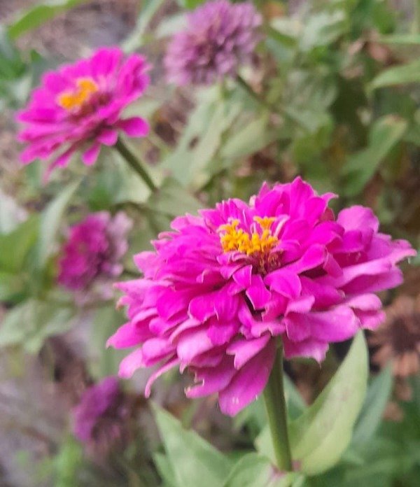Producto - Zinnia Mix