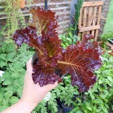 Producto - Lechuga morada