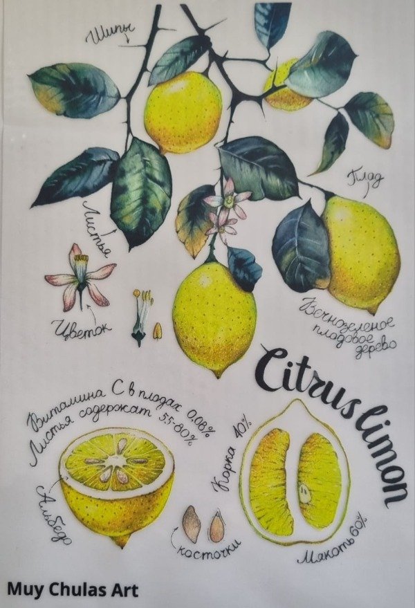 Producto - Limón 2