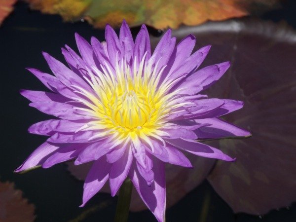 Producto - Nymphaea ULTRA VIOLET (mediana)