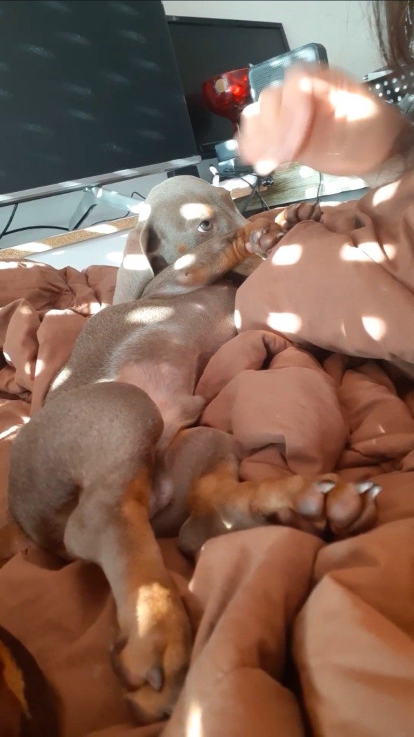 Producto - 004 Silver Little Dick and Mouth Kiss (7.20 min)