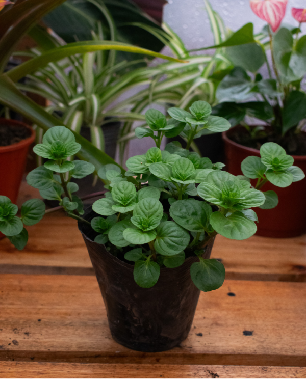 Producto - Menta