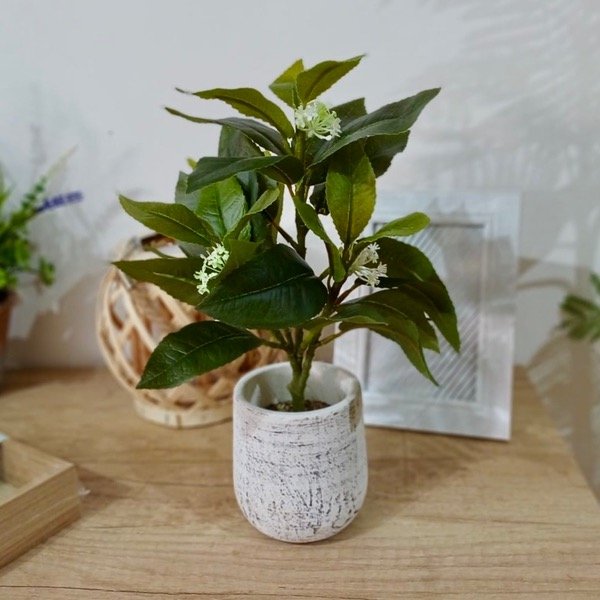 Producto - Planta Con Maceta 1203465