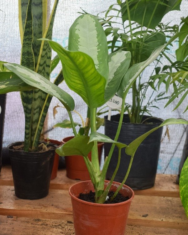 Producto - Aglaonema Maria