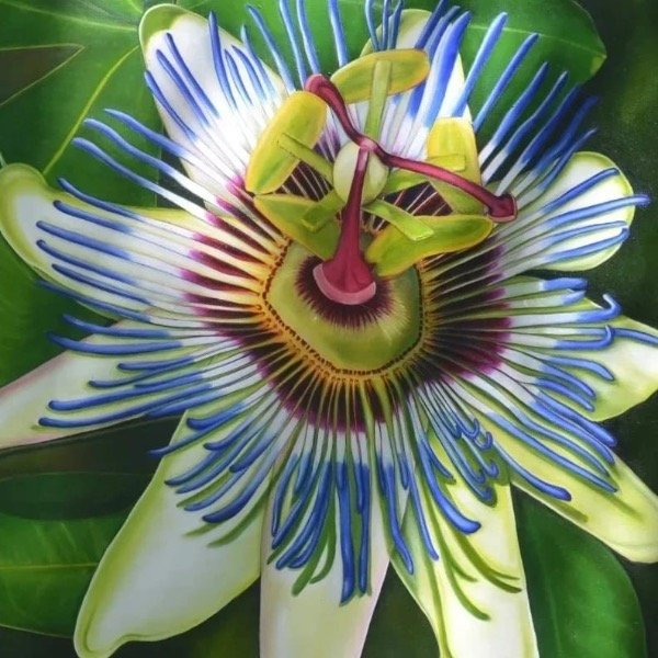 Producto - Mburucuja de la pasion