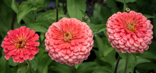Producto - Zinnia Elegans Salmon Queen - 6