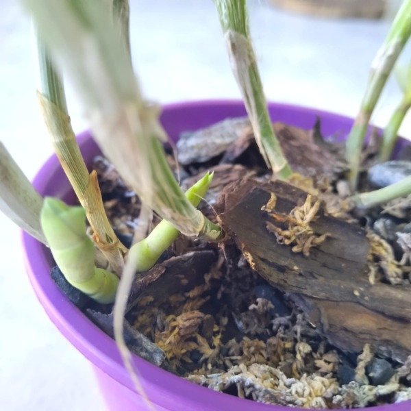 Producto - Cattleya sin ID - 0