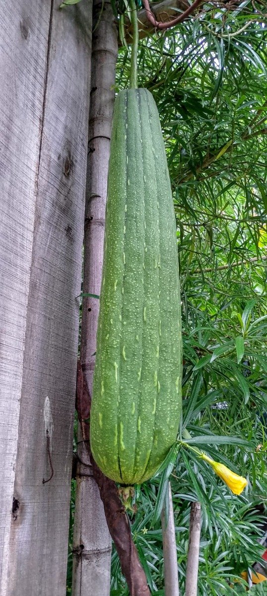 Producto - Semillas de esponja vegetal de metro