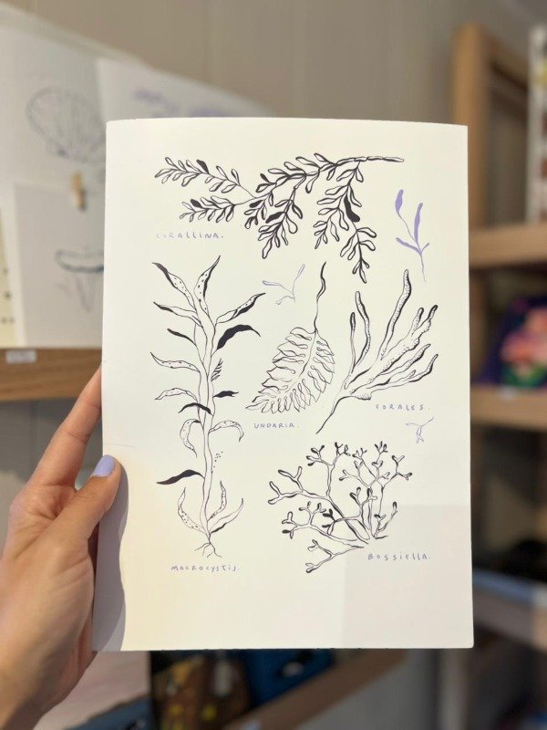 Producto - Laminas Algas