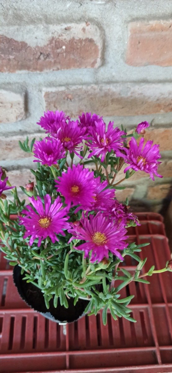 Producto - Rayito de sol