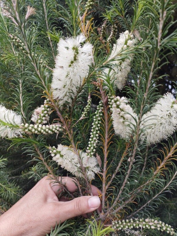 Producto - Melaleuca