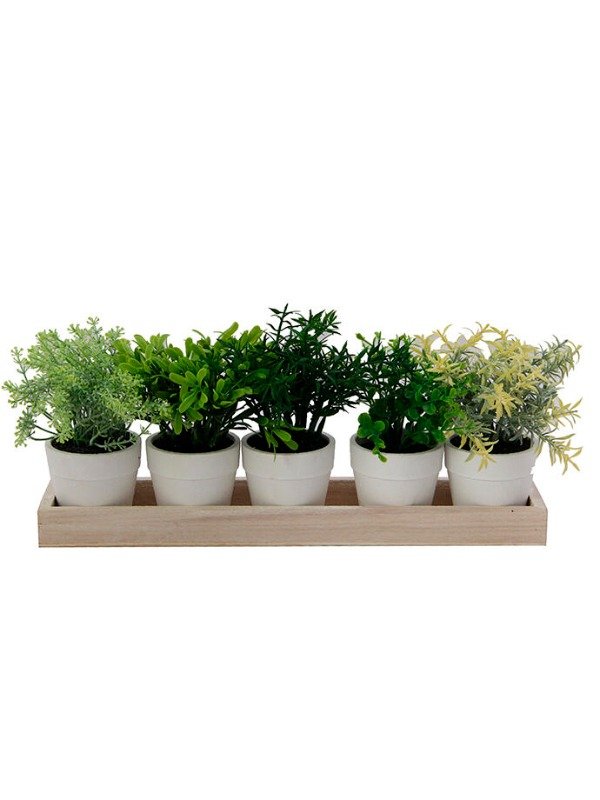 Producto - MCC7079 SET 5 PLANTITAS