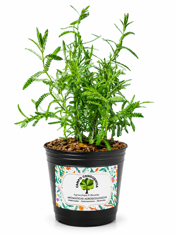 Producto - Plantín de Lavanda - Maceta M12