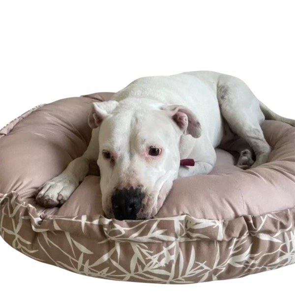 Producto - CAMA GRANDE 1 M REVERSIBLE VERANO