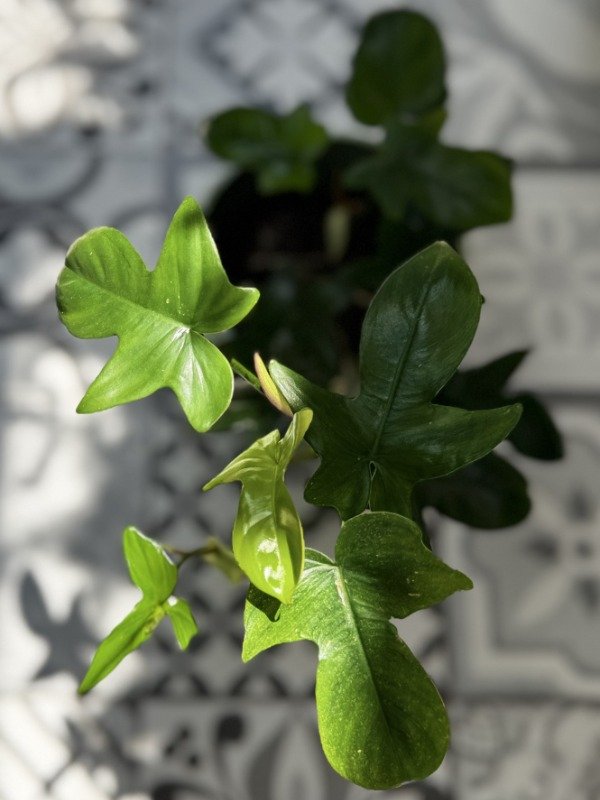 Producto - Philodendron Florida