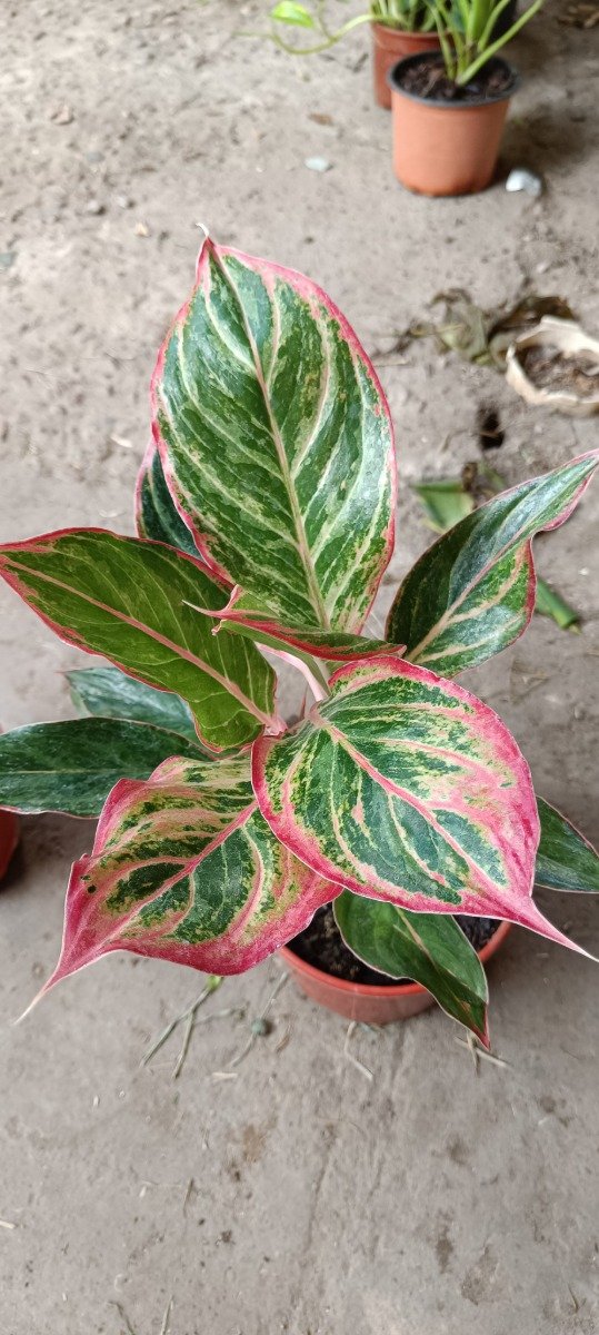 Producto - Anglomena Rubi