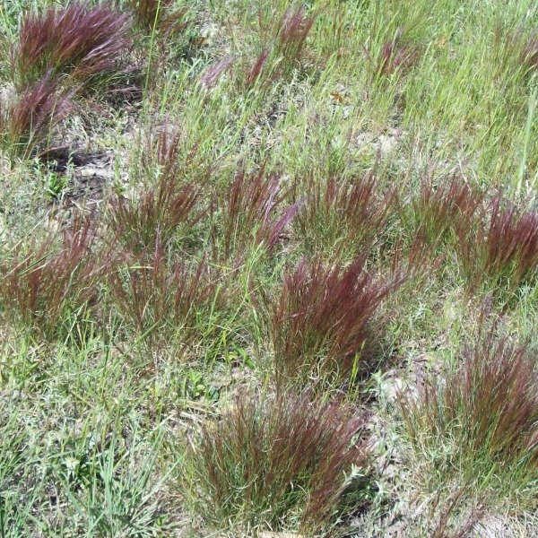 Producto - 30 Semillas Aristida spegazzinii