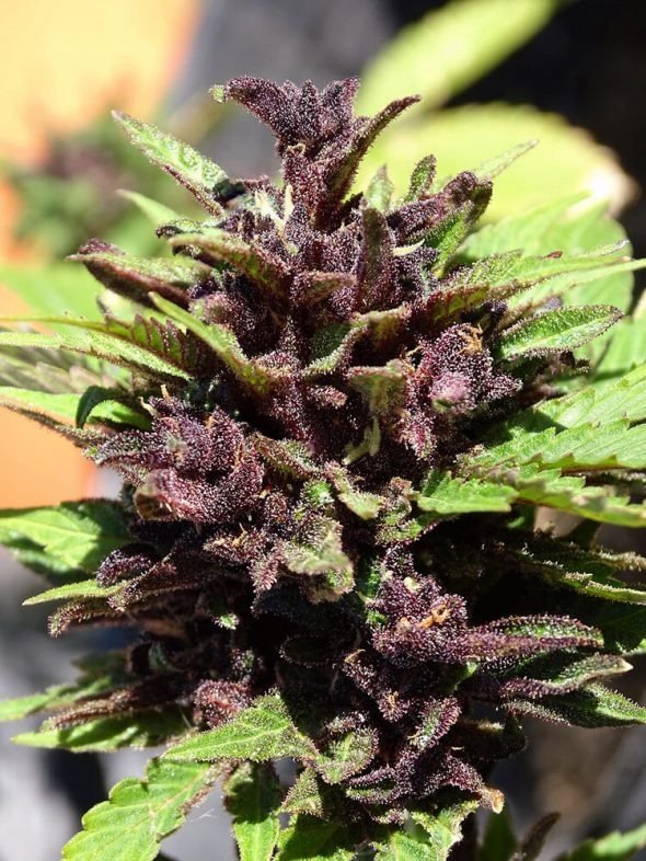 Producto - CRYSTAL MED CBD AUTO