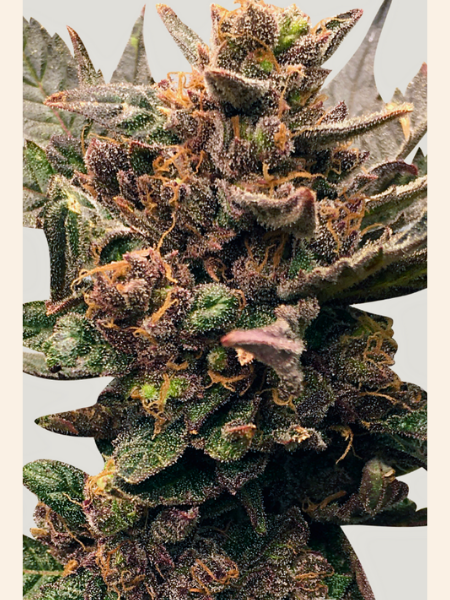 Producto - Tutti Purple x3 - Se+ de colección