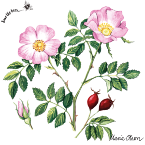 Producto - 6087 Rosas