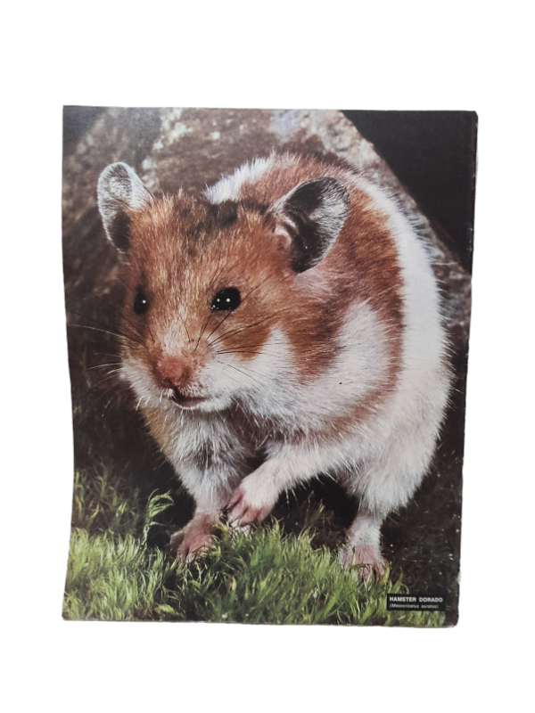 Miniatura de producto - 7