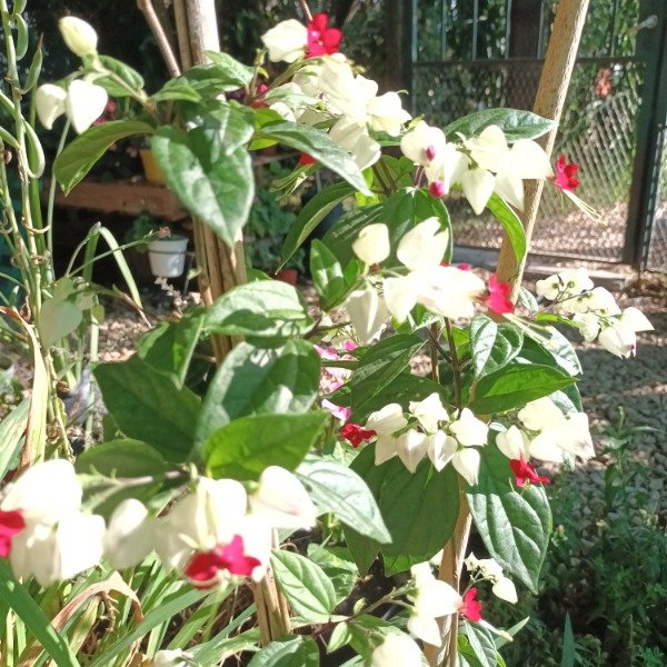 Producto - Clerodendrum - 4