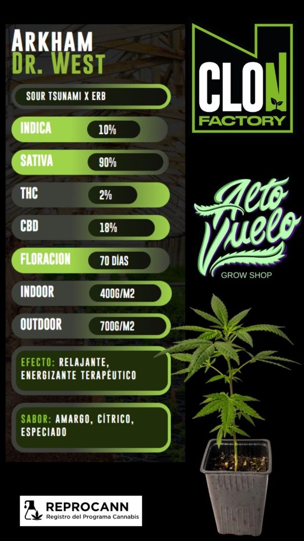Producto - Esqueje Arkham Dr.West