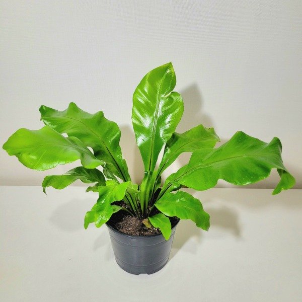 Producto - Helecho Asplenium