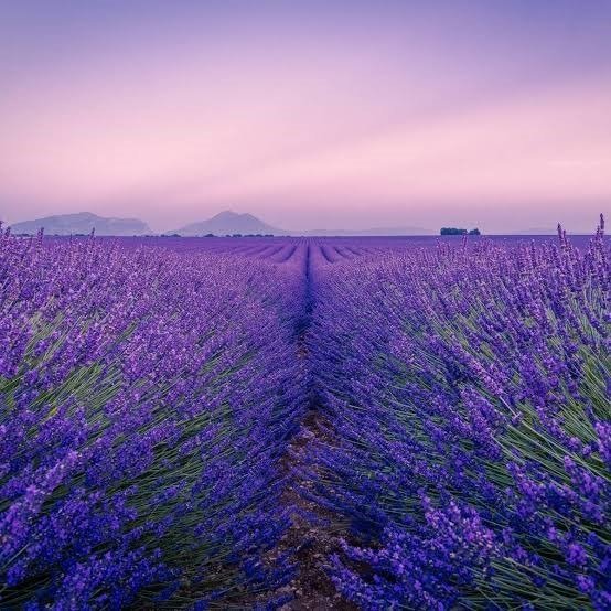 Producto - Lavanda x 100 Gr.