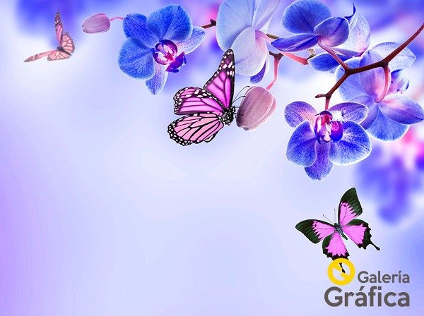 Producto - Mariposas FS 03