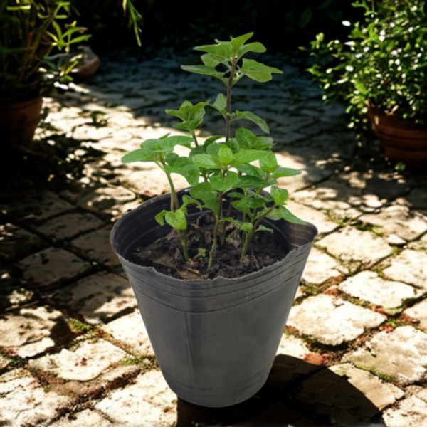 Producto - Menta spicata