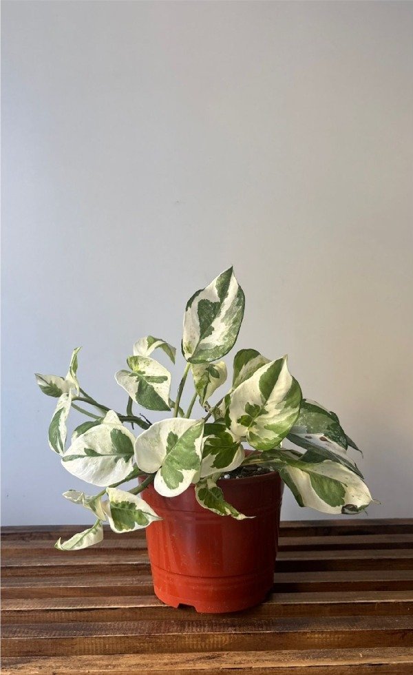 Producto - Potus joy