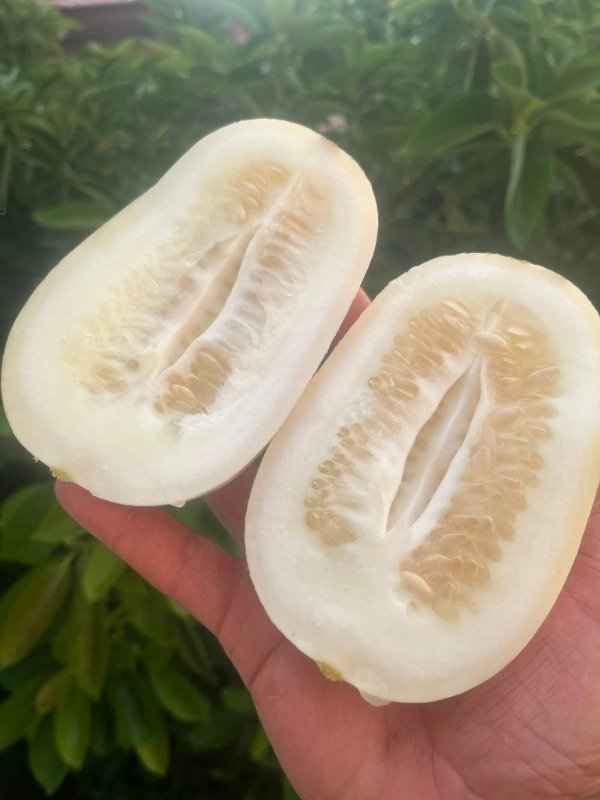 Producto - SEMILLAS DE PEPINO BLANCO WHITE WONDER