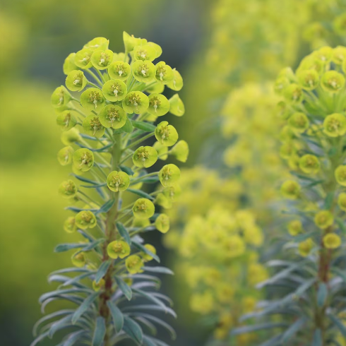 Producto - 30 Semillas Euphorbia characias